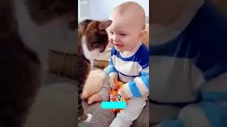Cat Funny Videos 😻 funny cats compilation 😼 # Ep 7099