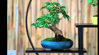 Bonsai - BFF Sommerfest 2014 by Merlin