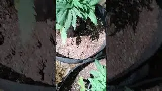 afghan 90 mini broadleaf #hierloom#landrace #indica #cannabisseeds