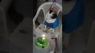 Pug birthday party