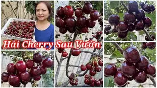 Hái một giỏ Cherry chín mộng sau vườn ở Úc/Sang La Úc Châu