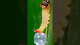 Caterpillars, Caterpillar Eggs