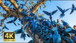 Amazon Brazil 4K - Scenic Relaxation Film with Calming Music