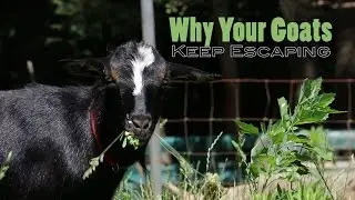 3 Reasons Why Your Goats Keep Escaping