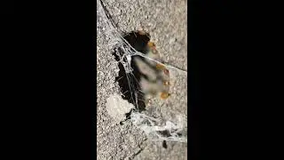 Subterrenean Termites Patching Mud Tube - Pest Control Singapore