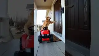 THE DOG DRIVING