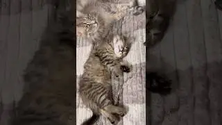 На чилле 🥰 #cat #веселыекоты #котик #прикольныекоты #кот #funnycats #cute #милота #котики