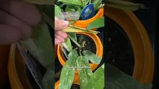 An update on the grocery store ring of fire philodendron #plantcare #plantlovers #plants
