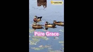 These Ducks Look Too Colorful to Be Real. A quiet, beautiful moment in nature.