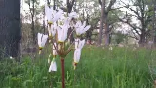 Dutchman's Breeches - Driftless Wisconsin
