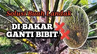 Oil palms are producing hedgehogs!! What's the solution?