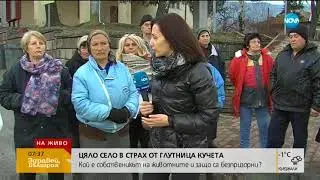 Цяло село в страх от глутница кучета - Здравей, България (07.02.2018г.)