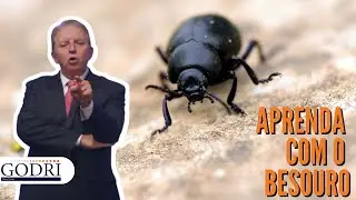 Aprenda com o besouro  - Daniel Godri