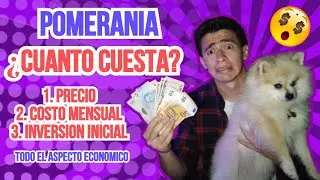 &iquest;Cu&aacute;nto cuesta un PERRO POMERANIA? 💰💸  | Todo sobre aspecto econ&oacute;mico 🤔