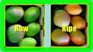 How To Ripen Mangoes Faster At Home (2 Quick Methods)