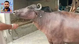 one' Buffalo Sale ਆ ਬਾਈ ਦੀ ਮੱਝ ਵੀ ਪੁਰੀ ਵੱਡੀ ਆ ਦੁੱਜਾ ਸੁਆ ਕੱਦ ਵੇਲ ਆਲੀ ਘਰੇਲੂ ਪਰਿਵਾਰ ਕੋਲ ਆ ਮਿਤੀ 2,7,2023