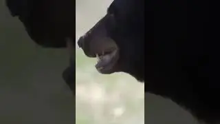 WOLF PROTECTS PUPS FROM A BEAR 🐺🐻