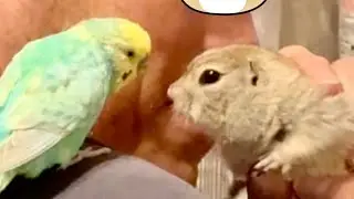 ポンタともも〜インコのポンちゃんとジリスのもも