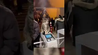 Crazy Cats in Action! 🐾😂  #cat #cute #funnycatsvideos#crazycats#shorts