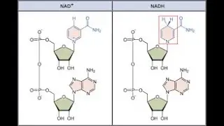 Electron Carriers
