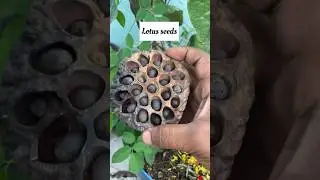 🪷 Lotus seeds germination #lotusseeds 🪷