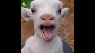 cute goat baby sound #shorts @wildcatsinfo #youtubeshorts #8_april_2023