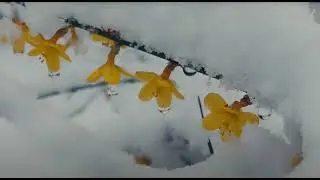 Flowers blooming in the snow of the Italian Alps