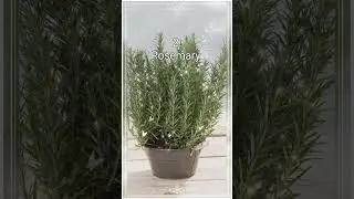 Top 5 Plants to Banish Bad Vibes 🌿 | Purify Your Space Naturally with Positive Energy#naturelovers