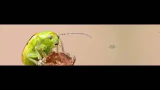 Insectos en Chile