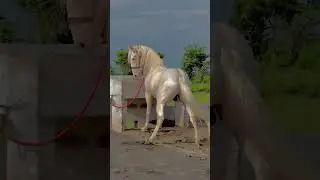 Beautiful White Horse Tied Gracefully#WhiteHorseBeautifulHorse#usashorts  #FarmLifeUSA#youtubeshorts