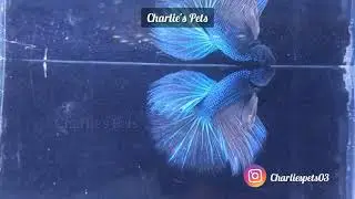 Betta Fish Available at Charlie's Pets | Imported From Thailand | Best Quality Fish