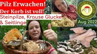 Pilz erwachen - Der Pilzkorb ist voll  - 31. August 2022