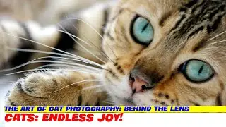 The Art of Cat Photography: Behind the Lens