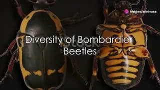 Bombardier beetle.. the chemical warfare expert...