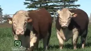 Hereford de Origen 2017 Madero