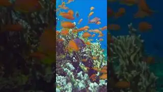 Sea Goldie .  #fish #seagoldie #snorkeling #shorts #underwater #sea #vitaliy6447 #egypt #marsaalam