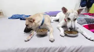 Ruby's food aggression test with dog.