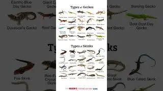 Types of skinks #viral #shorts #animals
