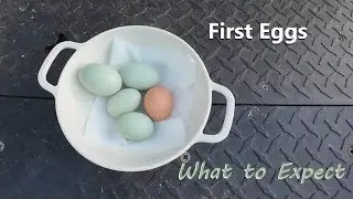 First Eggs from Young Chickens