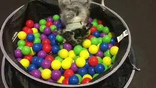 DOOG Pop Up Pool with Folding Instructions