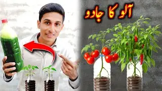 I Made Powerful Organic Fertilizer from Potatoes at Home | Plants Grow Faster Naturally 