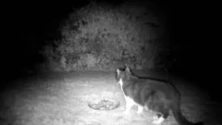 Fox Cam 29 07 2021