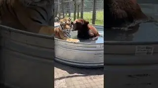 🔥43k views🔥[🐯] Cuteness Alert: Heart-melting tigers 3