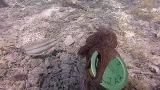 Octopus Egbert got his own jar