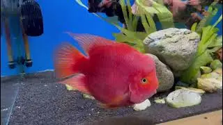 Wow😍King Kong Parrot Fish #ParrotFish #Shorts #AmazingVideos.