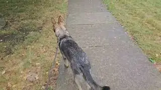 Cozy german shepherd walk