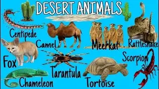 Learn names desert animals in English | Learning desert Animals for kids