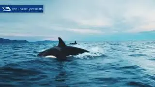 Silversea Alaska with The Cruise Specialists