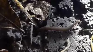 Kontikia ventrolineata, Planaria terrestre, Turbellaria, Platelminto.