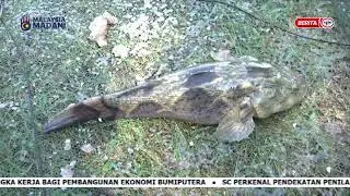 7 FEB 2024 &ndash; SPM &ndash; TERNAKAN IKAN KETUTU
